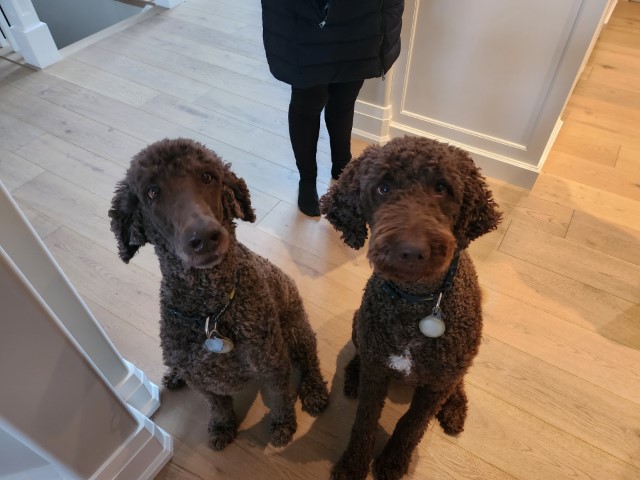 Chloe & Guinness